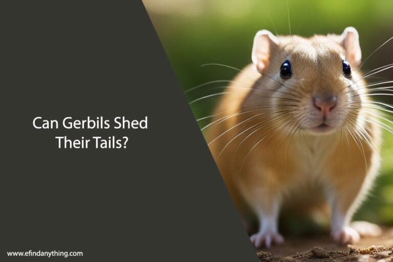 Can Gerbils Shed Their Tails