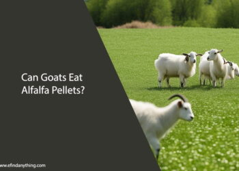 Can Goats Eat Alfalfa Pellets