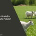 Can Goats Eat Alfalfa Pellets