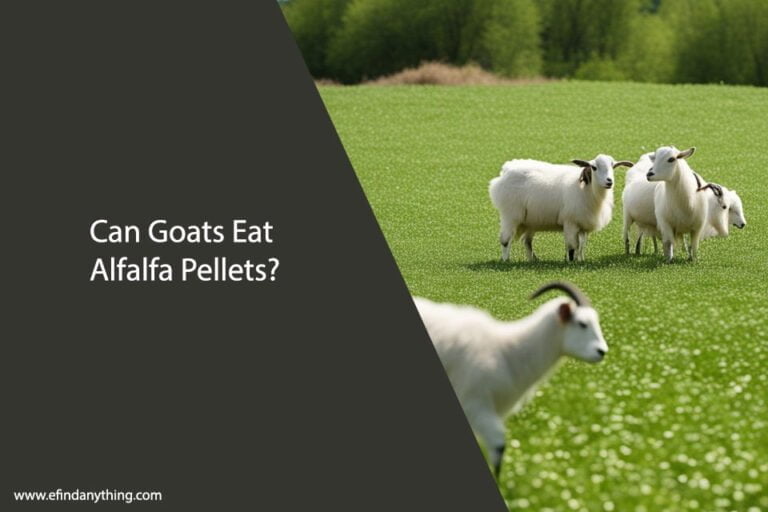 Can Goats Eat Alfalfa Pellets
