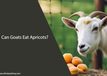 Can Goats Eat Apricots