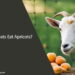 Can Goats Eat Apricots