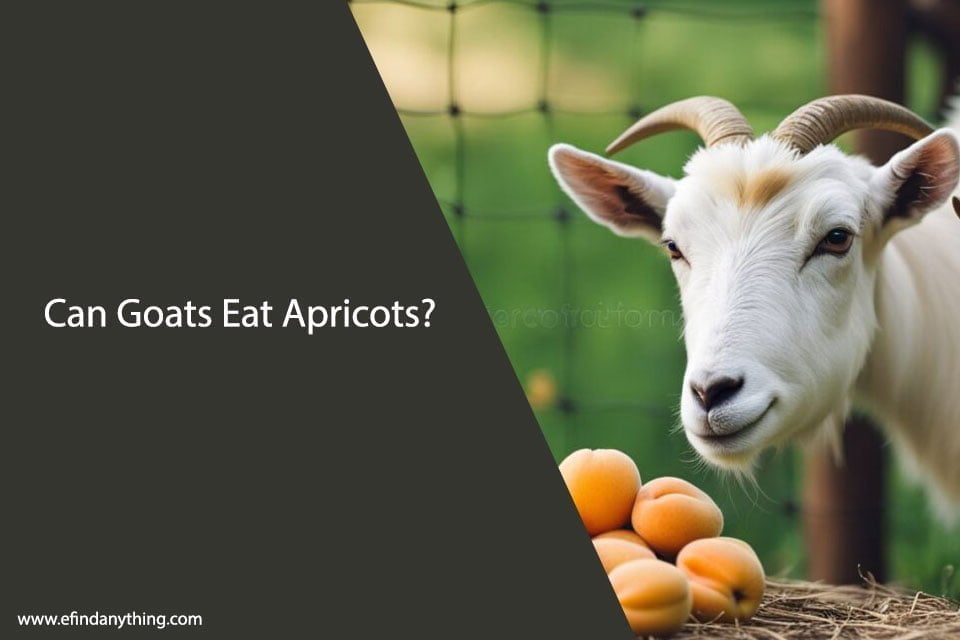 Can Goats Eat Apricots