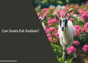 Can Goats Eat Azaleas