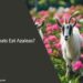 Can Goats Eat Azaleas