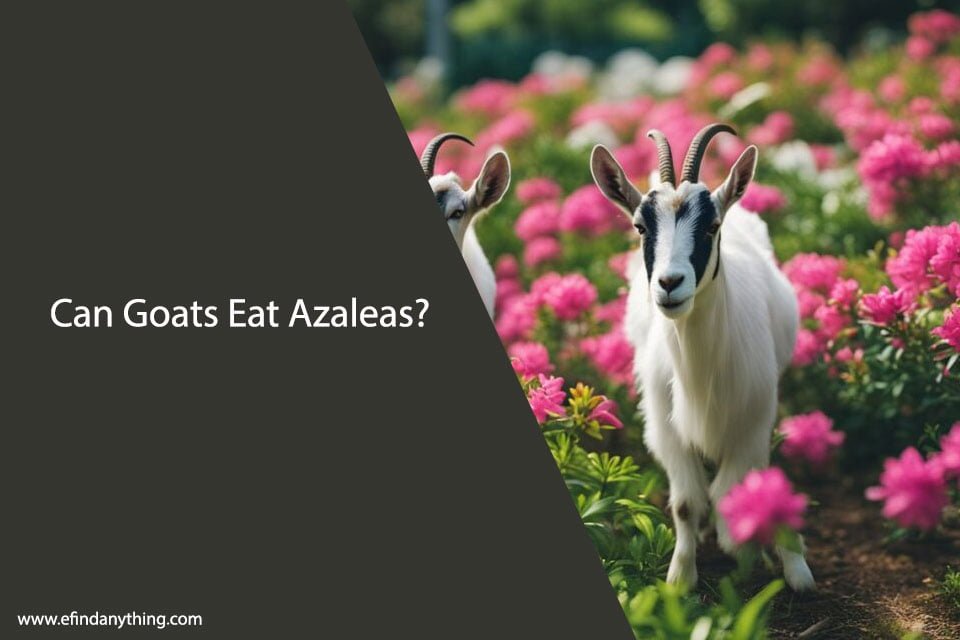 Can Goats Eat Azaleas? A Comprehensive Guide