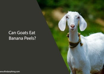 Can Goats Eat Banana Peels