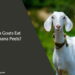Can Goats Eat Banana Peels