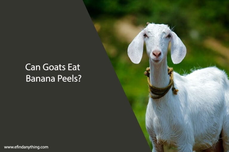 Can Goats Eat Banana Peels