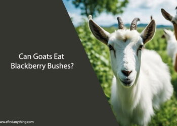 Can Goats Eat Blackberry Bushes