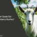 Can Goats Eat Blackberry Bushes