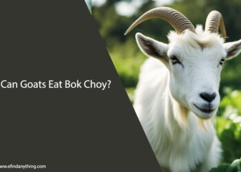 Can Goats Eat Bok Choy