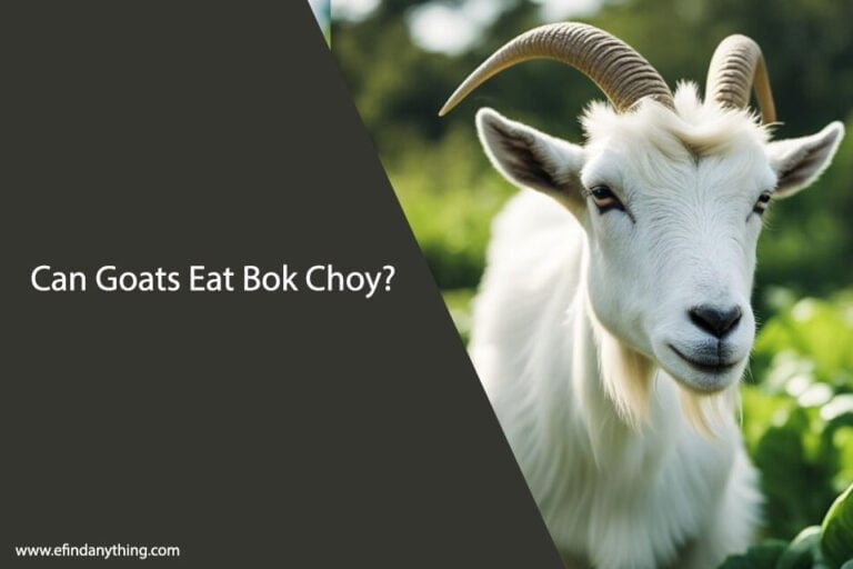 Can Goats Eat Bok Choy