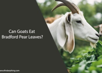 Can Goats Eat Bradford Pear Leaves