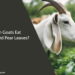 Can Goats Eat Bradford Pear Leaves