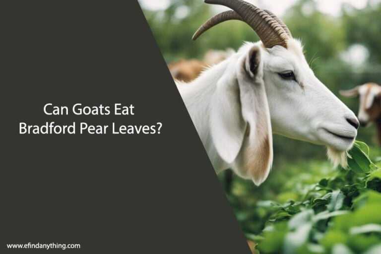 Can Goats Eat Bradford Pear Leaves