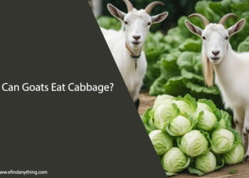 Can Goats Eat Cabbage
