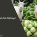 Can Goats Eat Cabbage