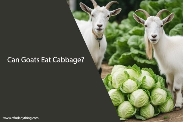 Can Goats Eat Cabbage