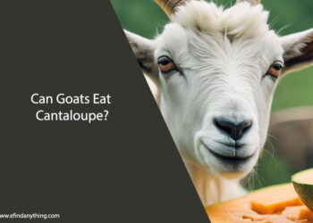 Can Goats Eat Cantaloupe
