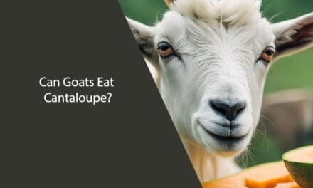 Can Goats Eat Cantaloupe? Everything You Need to Know