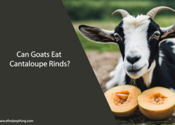 Can Goats Eat Cantaloupe Rinds