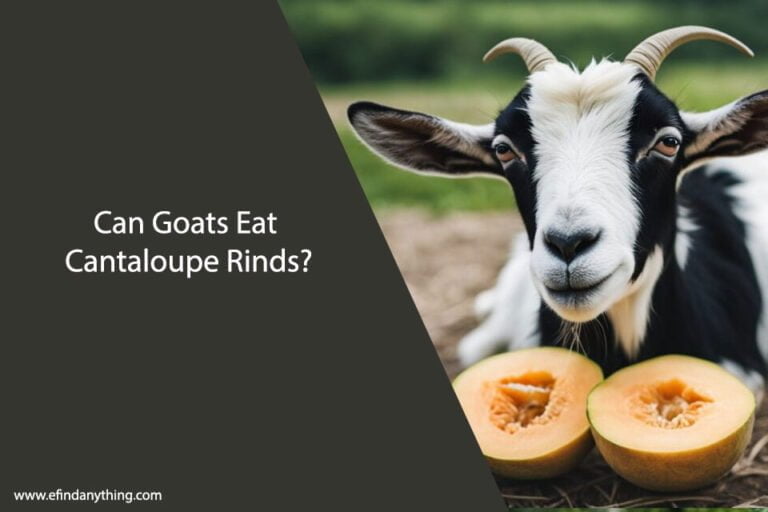 Can Goats Eat Cantaloupe Rinds