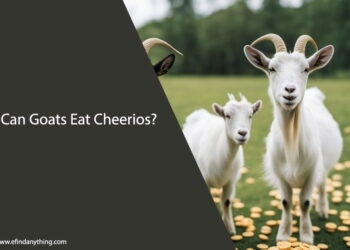 Can Goats Eat Cheerios