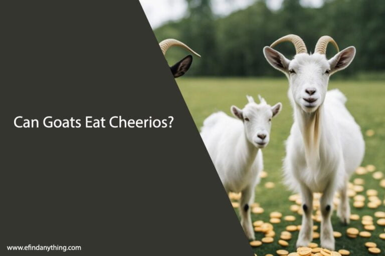 Can Goats Eat Cheerios