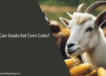Can Goats Eat Corn Cobs
