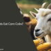 Can Goats Eat Corn Cobs