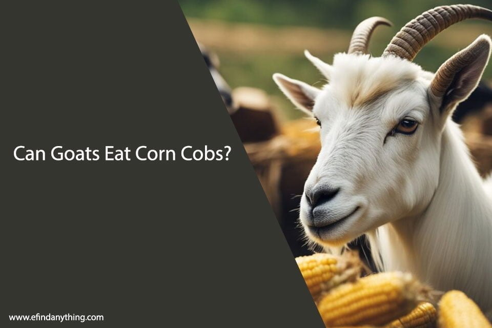 Can Goats Eat Corn Cobs?