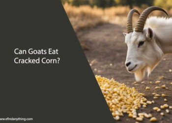 Can Goats Eat Cracked Corn