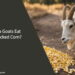 Can Goats Eat Cracked Corn