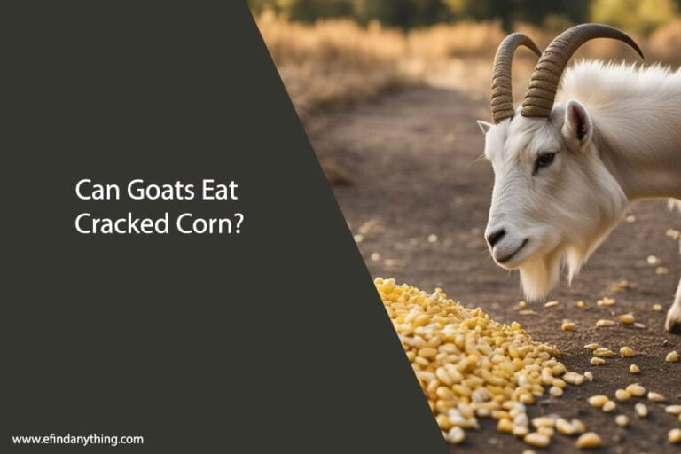 Can Goats Eat Cracked Corn