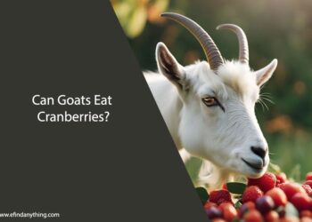 Can Goats Eat Cranberries