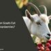Can Goats Eat Cranberries