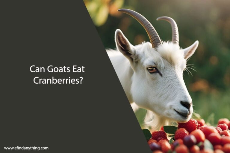 Can Goats Eat Cranberries