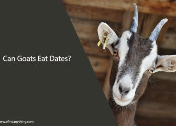 Can Goats Eat Dates