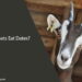 Can Goats Eat Dates