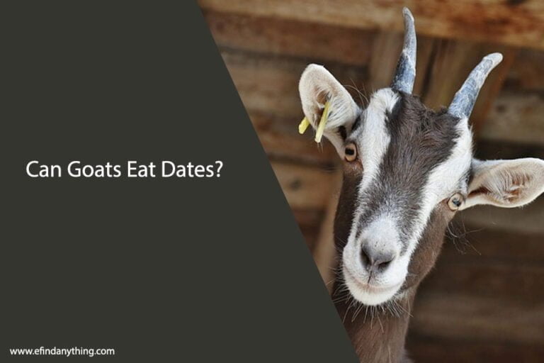 Can Goats Eat Dates