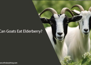 Can Goats Eat Elderberry