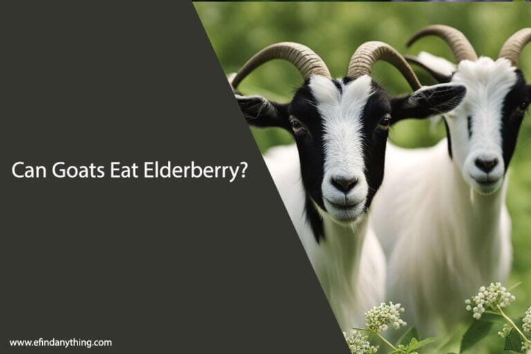 Can Goats Eat Elderberry