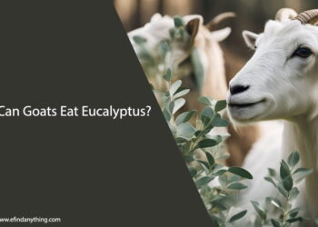 Can Goats Eat Eucalyptus
