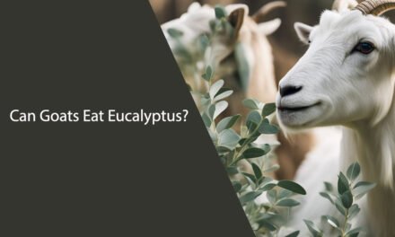 Can Goats Eat Eucalyptus?