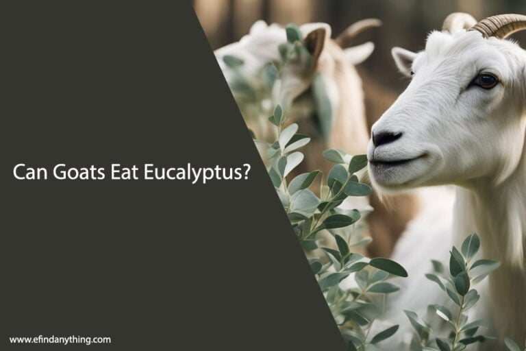 Can Goats Eat Eucalyptus
