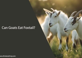 Can Goats Eat Foxtail