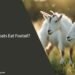 Can Goats Eat Foxtail