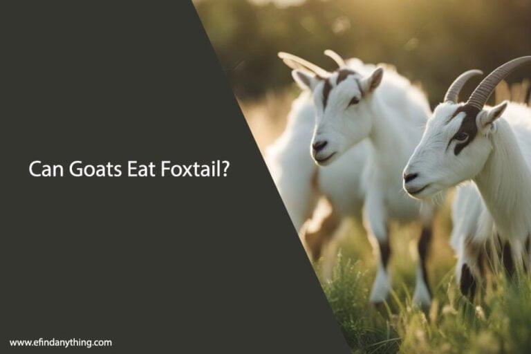 Can Goats Eat Foxtail