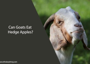 Can Goats Eat Hedge Apples